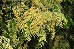 Hopea parviflora